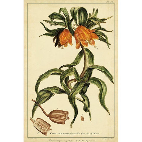 Corona Imperalis Pl. CV Black Modern Wood Framed Art Print by Miller, Phillip