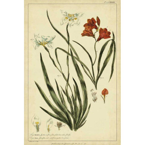 Morea and Ixia, Pl. CCXXXIX White Modern Wood Framed Art Print by Miller, Philip