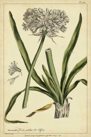 Polianthes, Pl. CCX Black Ornate Wood Framed Art Print with Double Matting by Miller, Philip