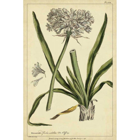 Polianthes, Pl. CCX Gold Ornate Wood Framed Art Print with Double Matting by Miller, Philip
