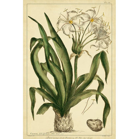 Crinum  Pl. CX Black Modern Wood Framed Art Print with Double Matting by Miller, Phillip