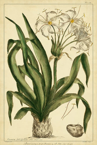 Crinum  Pl. CX White Modern Wood Framed Art Print with Double Matting by Miller, Phillip