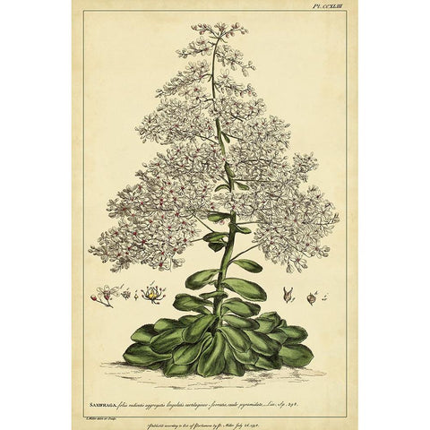Saxifraga  Pl. CCXLIII Black Modern Wood Framed Art Print by Miller, Phillip