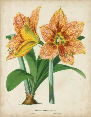 Tropical Array I Black Ornate Wood Framed Art Print with Double Matting by Van Houtteano, Horto