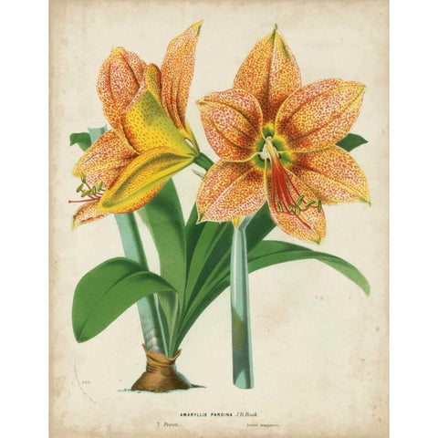 Tropical Array I Black Modern Wood Framed Art Print by Van Houtteano, Horto