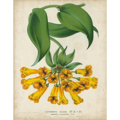 Tropical Array II White Modern Wood Framed Art Print by Van Houtteano, Horto