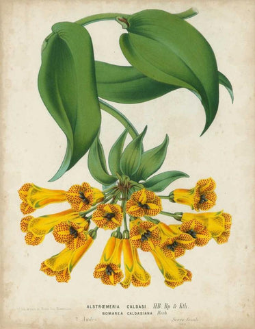 Tropical Array II White Modern Wood Framed Art Print with Double Matting by Van Houtteano, Horto