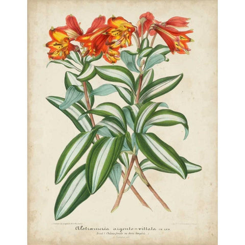 Tropical Array III White Modern Wood Framed Art Print by Van Houtteano, Horto