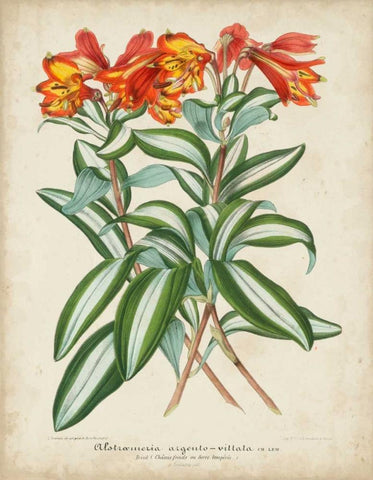 Tropical Array III Black Ornate Wood Framed Art Print with Double Matting by Van Houtteano, Horto