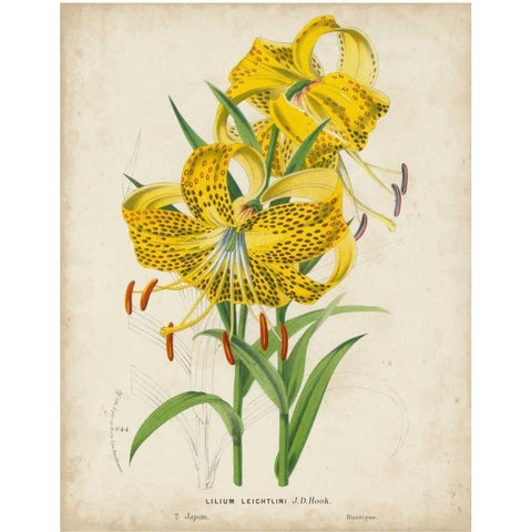 Tropical Array IV Gold Ornate Wood Framed Art Print with Double Matting by Van Houtteano, Horto