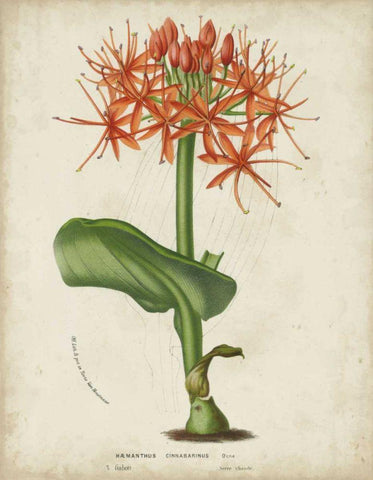 Tropical Array V Black Ornate Wood Framed Art Print with Double Matting by Van Houtteano, Horto