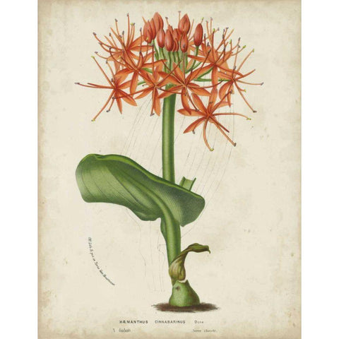 Tropical Array V Black Modern Wood Framed Art Print with Double Matting by Van Houtteano, Horto