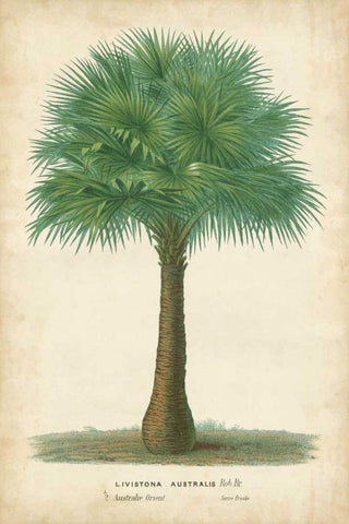 Palm of the Tropics I White Modern Wood Framed Art Print with Double Matting by Van Houtteano, Horto
