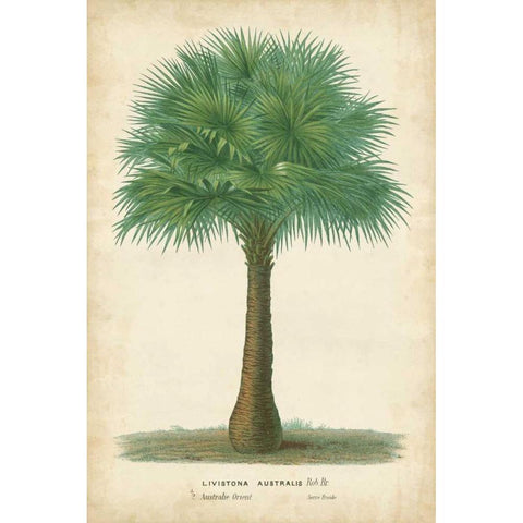 Palm of the Tropics I Black Modern Wood Framed Art Print by Van Houtteano, Horto