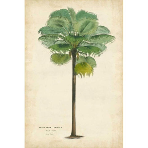 Palm of the Tropics II White Modern Wood Framed Art Print by Van Houtteano, Horto