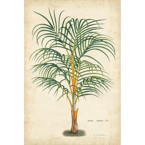 Palm of the Tropics III Black Modern Wood Framed Art Print by Van Houtteano, Horto