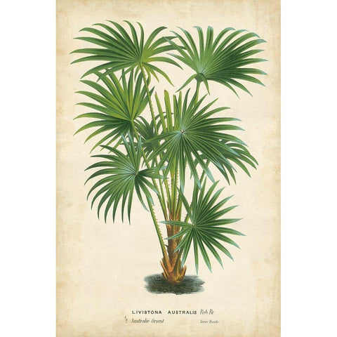 Palm of the Tropics IV White Modern Wood Framed Art Print by Van Houtteano, Horto