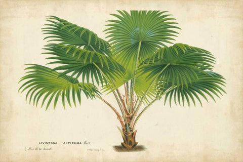 Palm of the Tropics V Black Ornate Wood Framed Art Print with Double Matting by Van Houtteano, Horto