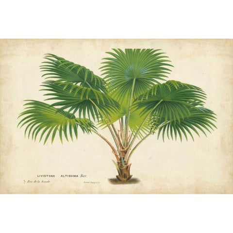Palm of the Tropics V Black Modern Wood Framed Art Print by Van Houtteano, Horto