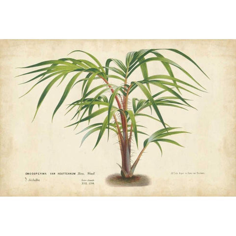 Palm of the Tropics VI Gold Ornate Wood Framed Art Print with Double Matting by Van Houtteano, Horto