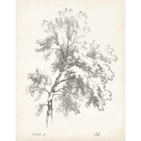 Ash Tree Study White Modern Wood Framed Art Print by Unknown