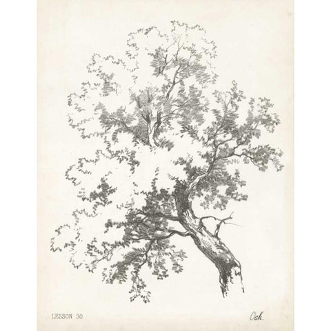 Oak Tree Study Black Modern Wood Framed Art Print by Unknown