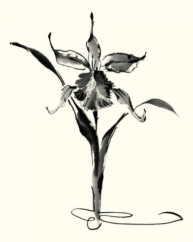 Studies in Ink - Cattleya Black Ornate Wood Framed Art Print with Double Matting by Rae, Nan