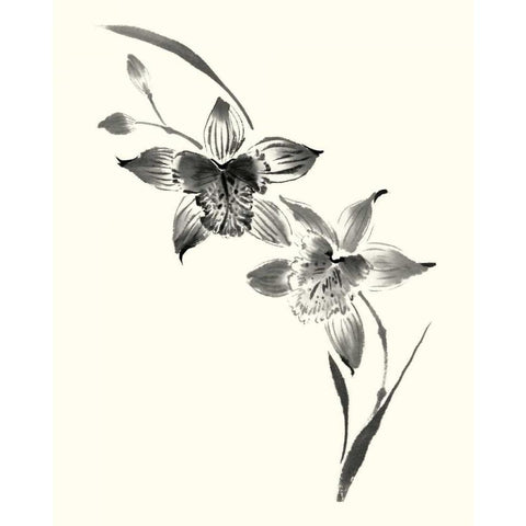 Studies in Ink - Cymbidium Gold Ornate Wood Framed Art Print with Double Matting by Rae, Nan