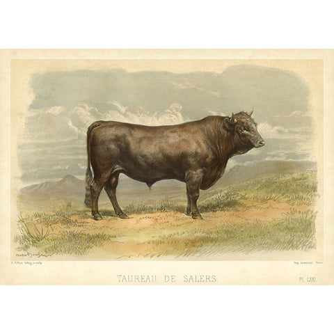 Taureau De Salers Black Modern Wood Framed Art Print with Double Matting by Bonheur, I.