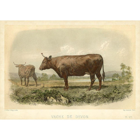 Vache De Devon Black Modern Wood Framed Art Print with Double Matting by Bonheur, I.