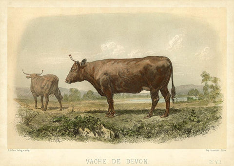 Vache De Devon Black Ornate Wood Framed Art Print with Double Matting by Bonheur, I.