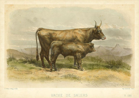 Vache De Salers Black Ornate Wood Framed Art Print with Double Matting by Bonheur, I.