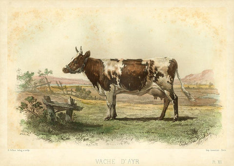 Vache D Ayr White Modern Wood Framed Art Print with Double Matting by Bonheur, I.