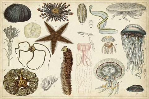 Antique Sealife Chart Black Ornate Wood Framed Art Print with Double Matting by Vision Studio