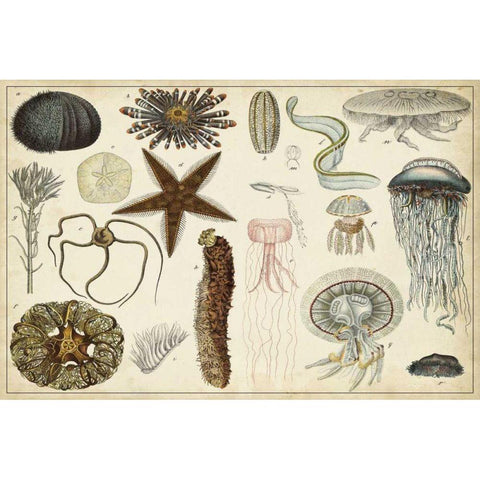 Antique Sealife Chart Black Modern Wood Framed Art Print with Double Matting by Vision Studio