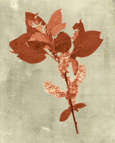 Impressions in Terra Cotta Black Ornate Wood Framed Art Print with Double Matting by Vision Studio