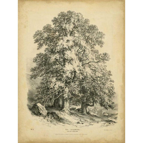 The Sycamore White Modern Wood Framed Art Print by Barnard, George