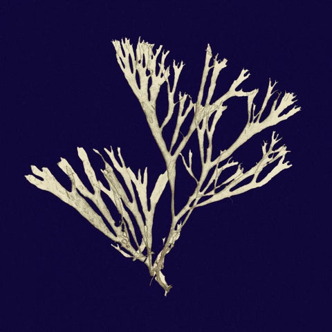 Seaweed on Navy II White Modern Wood Framed Art Print by Vision Studio