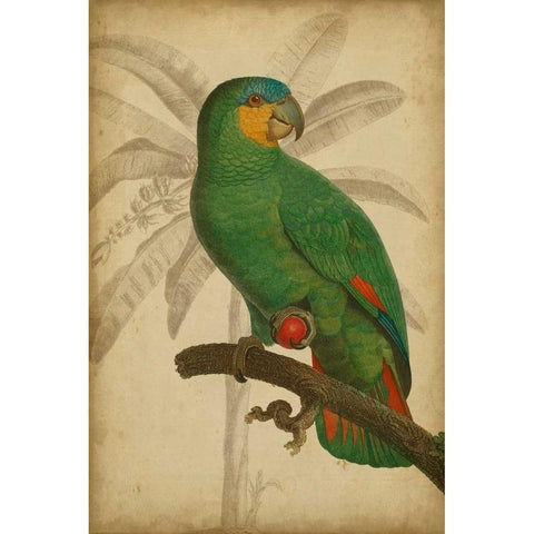 Parrot and Palm I Black Modern Wood Framed Art Print by Vision Studio