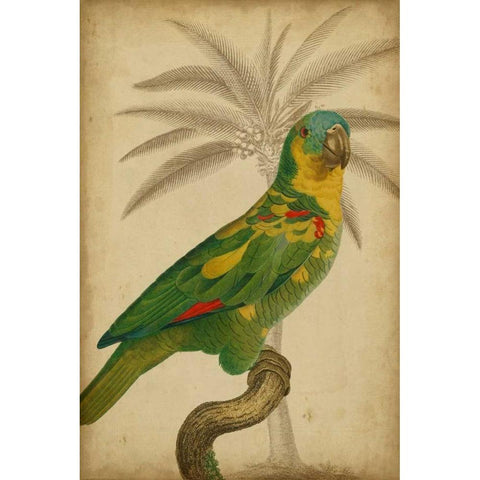 Parrot and Palm II Black Modern Wood Framed Art Print by Vision Studio