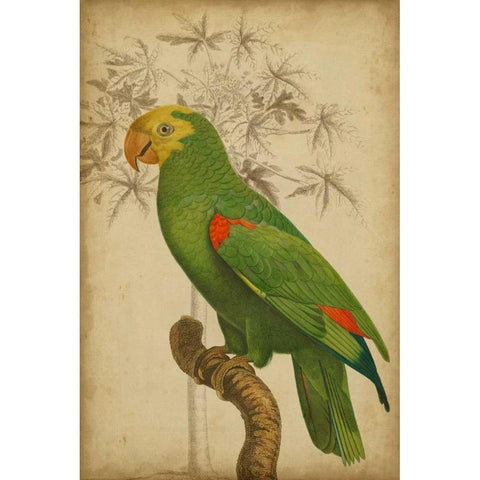 Parrot and Palm III Black Modern Wood Framed Art Print by Vision Studio