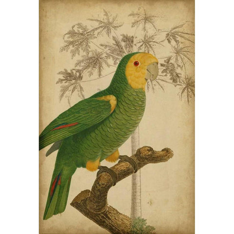 Parrot and Palm IV White Modern Wood Framed Art Print by Vision Studio