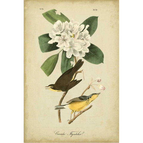 Audubon Canada Flycatcher Gold Ornate Wood Framed Art Print with Double Matting by Audubon, John James