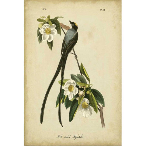 Audubon Fork-tailed Flycatcher White Modern Wood Framed Art Print by Audubon, John James