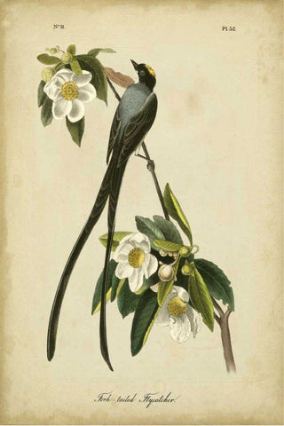 Audubon Fork-tailed Flycatcher Black Ornate Wood Framed Art Print with Double Matting by Audubon, John James