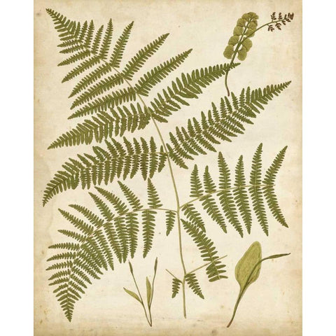 Fern Portfolio IV White Modern Wood Framed Art Print by Heath, Francis G.