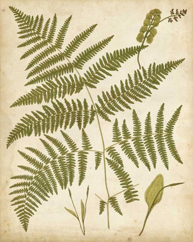 Fern Portfolio IV White Modern Wood Framed Art Print with Double Matting by Heath, Francis G.