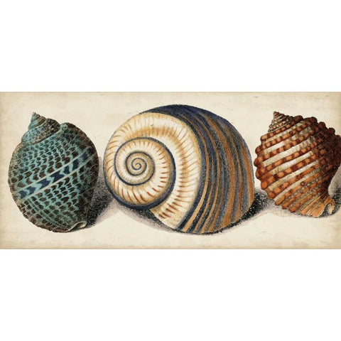 Shell Trio I Black Modern Wood Framed Art Print with Double Matting by Vision Studio