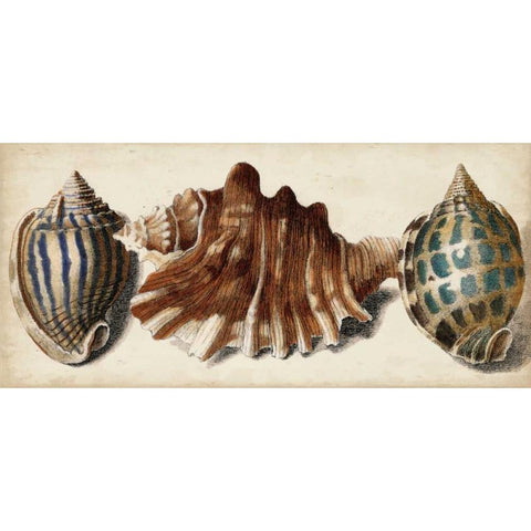 Shell Trio II White Modern Wood Framed Art Print by Vision Studio