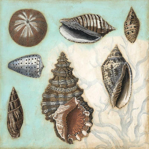 Antique Shell Collage I Black Modern Wood Framed Art Print with Double Matting by Meagher, Megan